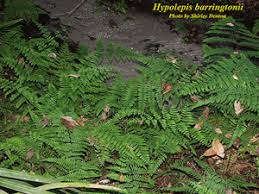 Image result for Hypolepis