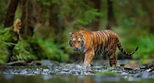 Sedangkan kandang kedua, tambahnya, dipasang di jorong sari bulan, nagari tigo balai, atau lokasi kerbau milik datuak bagindo (50) yang dimangsa harimau pada kamis. Ngeri Dua Harimau Sinka Zoo Singkawang Lepas Pawang Diserang Hingga Tewas Suara Kalbar