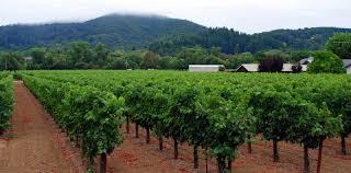 Find your perfect wine today! Mille Fiori Favoriti Sonoma County S Wineries Ferrari Carano