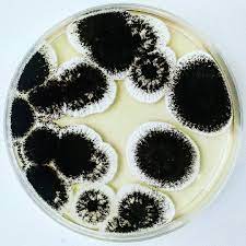 It is ubiquitous in soil and is commonly reported from indoor environments, where its black colonies can be confused with those of stachybotrys (species. Pin On Microbiology By Antisocial Met