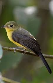 Black And White Birds In Indiana Assanhadinho De Cauda Preta Myiobius Atricaudus Lawrence 1863 C Saulo Gomes Black Tailed Flycatcher Funny Birds Pretty Birds