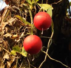 Image result for Dolichos trinervatus