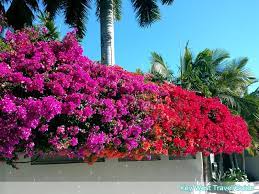 Key west flowers and trees. Key West Photo Of The Day Colorful Key West Bougainvillea Key West Travel Guide Visitor Information For Key West Fl In The Florida Keys