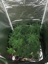 Check spelling or type a new query. 18 Growing Pictures Ideas Hydroponics Growing Led Grow Lights