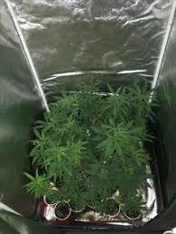 We did not find results for: 18 Growing Pictures Ideas Hydroponics Growing Led Grow Lights