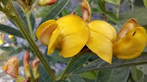 Image result for Cajanus cajan