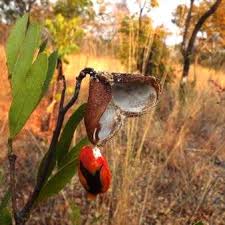 Image result for Copaifera baumiana