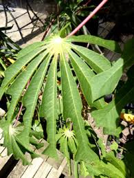 Image result for Manihot grahamii