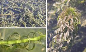 Image result for Lagarosiphon major