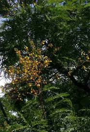 Image result for Acacia amythethophylla