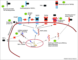 Image result for TNF Inhibitor