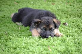 They brought us our phoebe and we couldn't be happier. German Shepherd Puppies For Sale Varian Kennels