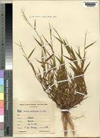 Image result for Urochloa villosa