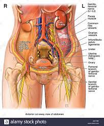 The inguinal canal passes through the lower layers of the rectus abdominis muscles in the groin accommodate the attachment of the uterus in females and the. Female Anatomy Abdomen Anatomy Drawing Diagram