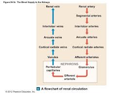 Renal Circulation Anatomy Blood Diagram