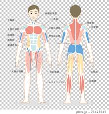 When the abdominal muscles are weak, the muscles that allow us to bend at the hip get tighter, increasing the curve at the lower back. Illustration Of Male Whole Body Muscles Seen Stock Illustration 73425645 Pixta