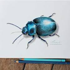 Beetle Drawing By Chloe O Shea Beetle Drawing Beetle Art Insect Art
