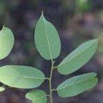 Image result for Marquesia macroura