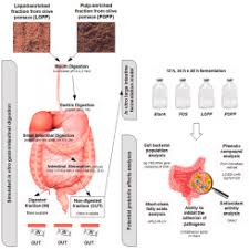 Prebiotic Effects Of Olive Pomace Powders In The Gut In Vitro Evaluation Of The Inhibition Of Adhesion Of Pathogens Prebiotic And Antioxidant Effects Sciencedirect