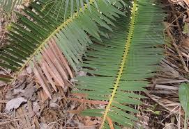 Image result for Encephalartos schmitzii
