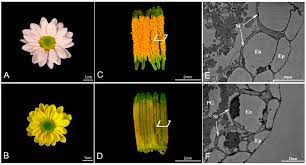 Ijms Free Full Text Transcriptome Profiling Unravels A Vital Role Of Pectin And Pectinase In Anther Dehiscence In Chrysanthemum Html