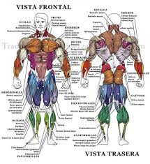 Muscle tightness and muscle spasms, including those related to spine injuries, may be eased with baclofen. Muscle Names In Back Create Your Own Workout Part 4 Categorizing Movement Sapt You Can Use The Lat Pulldown To Strengthen And Develop The Back Muscles While Also