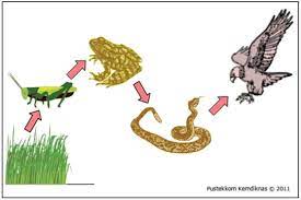 Rantai Makanan Ekosistem Sawah Materiipa Com