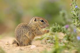 Today we present a post with a ton of ideas for getting rid of squirrels forever! Trapping Ground Squirrels Types Of Traps Methods More Terminix