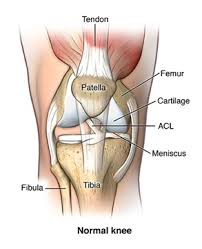 Pain in the legs can occur as a result of conditions that affect bones, joints, muscles, tendons leg pain can occur in the foot, ankle, knee, behind the knee, thigh, down the back of the leg, or in any. Knee Ligament Repair Johns Hopkins Medicine