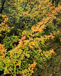 Image result for Fagopyrum snowdenii