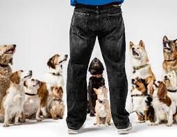 Start searching for petting sitting near you and review pet sitter profiles for free on care.com. If You Love Animals And Are Reliable You Can Be A Pet Sitter Khaleejtimes