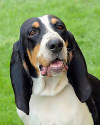 Image result for jurský honič