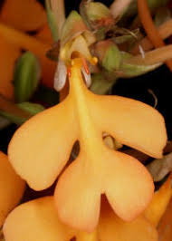 Image result for Habenaria dregeana