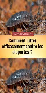 epingle sur animaux et insectes