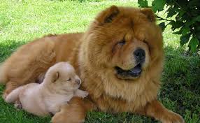Top 15 Most Expensive Dog Breeds In The World Choose your ideal dog breed all images are copyright to their respective owners. top 15 most expensive dog breeds in the
