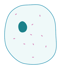Animal cells do not have a cell wall. File Simple Diagram Of Animal Cell Blank Svg Wikimedia Commons