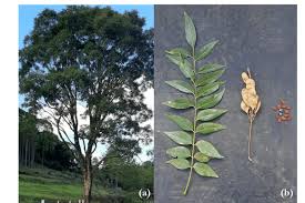 Image result for Ateleia