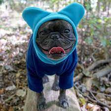 French Bulldog In A Bathat Hoodie From Snorf Industries 39 95 Bulldog Dog Clothes French Bulldog