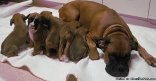 Akc Registered Boxer Puppies For Sale Price 300 00 For Sale In Douglasville Georgia Best Pets Online