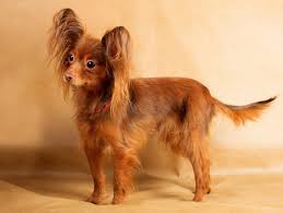 The night of all songs written by chien bleu recorded in november 2017 in le kalvaire / dunkerque guitar: Russkiy Toy Caractere Prix Alimentation Sante Fiche Race Chien