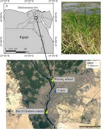 Image result for Vossia cuspidata