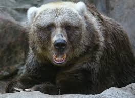 Differences Between Grizzly Kodiak Bears Animals Mom Me