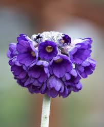 Image result for Primula capitata