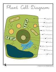 A simple diagram of an unspecialised animal cell without labels. Science Ygraph