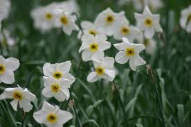Posted by ‎ליאור נרקיס העמוד הרשמי‎. Narcissus Cultivars Wikimedia Commons