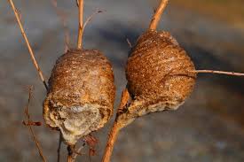 This item is out of season. Mantis Egg Cases Photograph By Kathryn Meyer