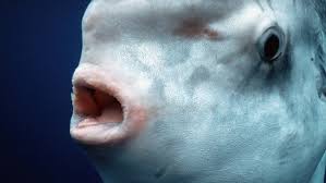 Mola mühlstein, auch mola, meermond, sonnenfisch) gilt als der größte knochenfisch der welt. Der Mondfisch Ndr De Nachrichten Ndr Info Sendungen Mikado Das Kinderradio