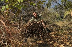 Image result for Synadenium cameronii