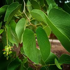 Image result for Colophospermum