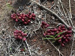 Image result for Lannea edulis